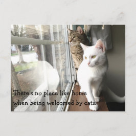 Katzen am Fenster Postkarte