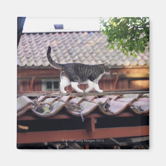 Katzen auf Dach des Schuppen Magnet (Vorne)