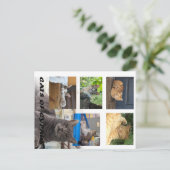 Katzen auf der Postkarte Zyperns (Stehend Vorderseite)