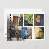 Katzen auf der Postkarte Zyperns (Vorne/Hinten)