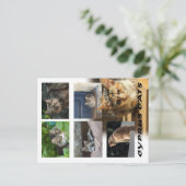 Katzen auf der Postkarte Zyperns (Stehend Vorderseite)