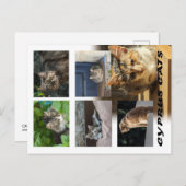 Katzen auf der Postkarte Zyperns (Vorne/Hinten)