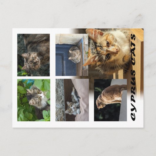 Katzen auf der Postkarte Zyperns (Vorderseite)