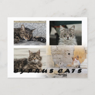 Katzen auf der Postkarte Zyperns