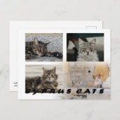 Katzen auf der Postkarte Zyperns (Vorne/Hinten)