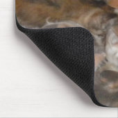 Katzen auf einem Mousepad (Ecke)