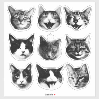 Katzen Aufkleber
