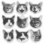 Katzen Aufkleber (Vorderseite)
