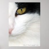 Katzen Auge Poster (Vorne)