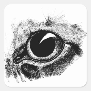 Katzen Augen Vintag Zeichnend Tierkunst Illustrati Quadratischer Aufkleber