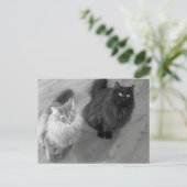 Katzen b n w Postkarte (Stehend Vorderseite)