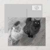 Katzen b n w Postkarte (Vorne/Hinten)