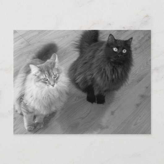 Katzen b n w Postkarte (Vorderseite)