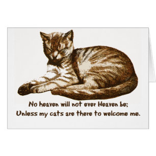 Katzen begrüßen mich