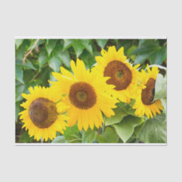 Katzen-Beileid mit Sonnenblumen Seidenpapier