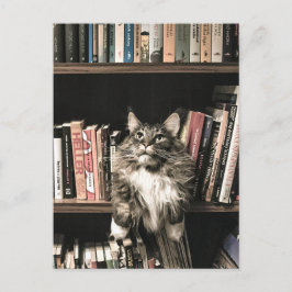 Katzen-Bookcase-Darstellung Postkarte