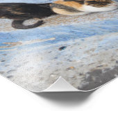 Katzen, Chefchaouen, Marokko Fotodruck (Ecke)