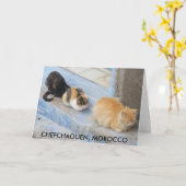 Katzen, Chefchaouen, Marokko Karte (Gelbe Blume)