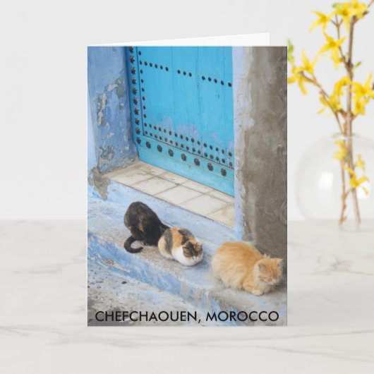 Katzen, Chefchaouen, Marokko Karte (Gelbe Blume)