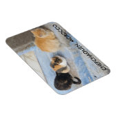 Katzen, Chefchaouen, Marokko Magnet (Rechte Seite)