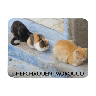 Katzen, Chefchaouen, Marokko Magnet