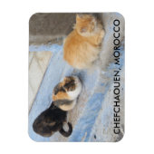 Katzen, Chefchaouen, Marokko Magnet (Vertikal)
