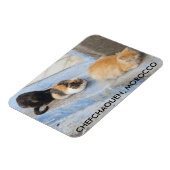 Katzen, Chefchaouen, Marokko Magnet (Linke Seite)
