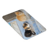 Katzen, Chefchaouen, Marokko Magnet (Rechte Seite)