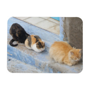 Katzen, Chefchaouen, Marokko Magnet
