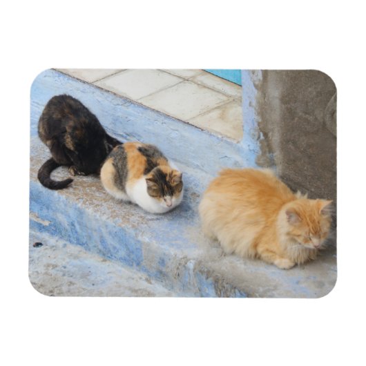 Katzen, Chefchaouen, Marokko Magnet (Horizontal)