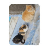 Katzen, Chefchaouen, Marokko Magnet (Vertikal)