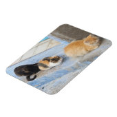 Katzen, Chefchaouen, Marokko Magnet (Linke Seite)