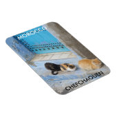 Katzen, Chefchaouen, Marokko Magnet (Rechte Seite)