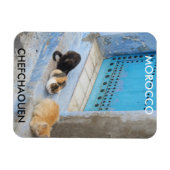 Katzen, Chefchaouen, Marokko Magnet (Horizontal)