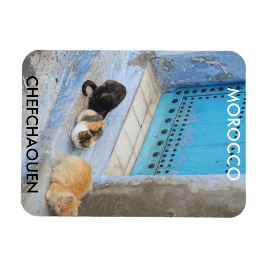 Katzen, Chefchaouen, Marokko Magnet (Horizontal)