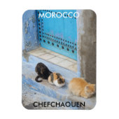 Katzen, Chefchaouen, Marokko Magnet (Vertikal)