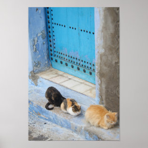 Katzen, Chefchaouen, Marokko Poster