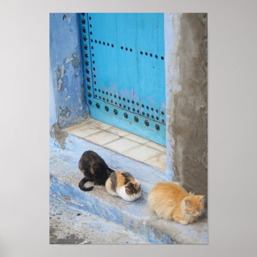 Katzen, Chefchaouen, Marokko Poster (Vorne)