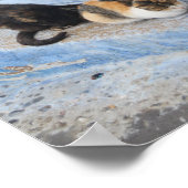 Katzen, Chefchaouen, Marokko Poster (Ecke)