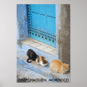 Katzen, Chefchaouen, Marokko Poster