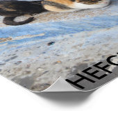 Katzen, Chefchaouen, Marokko Poster (Ecke)