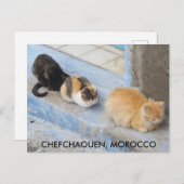 Katzen, Chefchaouen, Marokko Postkarte (Vorne/Hinten)