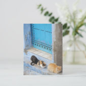 Katzen, Chefchaouen, Marokko Postkarte (Stehend Vorderseite)