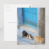 Katzen, Chefchaouen, Marokko Postkarte (Vorne/Hinten)