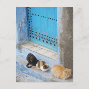 Katzen, Chefchaouen, Marokko Postkarte