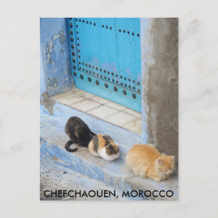 Katzen, Chefchaouen, Marokko Postkarte