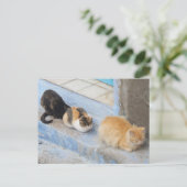Katzen, Chefchaouen, Marokko Postkarte (Stehend Vorderseite)
