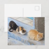 Katzen, Chefchaouen, Marokko Postkarte (Vorne/Hinten)