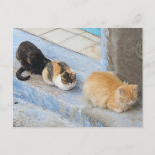 Katzen, Chefchaouen, Marokko Postkarte