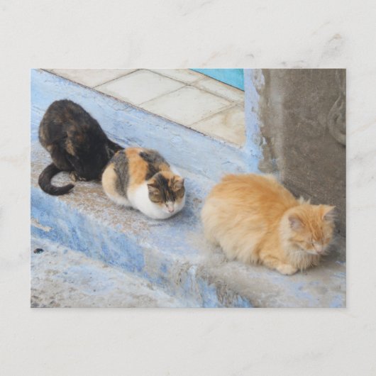 Katzen, Chefchaouen, Marokko Postkarte (Vorderseite)